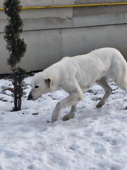 Slovenský čuvač - 2