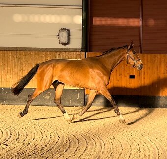 Predám 4 ročného valacha - 2