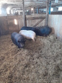 Vietnamske prasiatka - 2