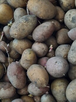 Zemiaky konzumné - 2