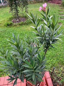 Predam 10 rocny oleander, vyska 120 cm - 2
