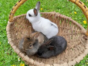 Zdrobnené králiky na predaj - 2