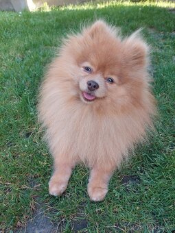 Pomeranian psik - 2