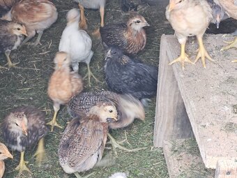 Predám nasadové vajíčka araucana - 2