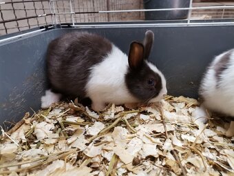 Mini zajačiky - 2