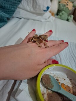 Pagekón riasnaty - 2