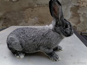 Činčila veľká - 2