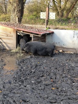 Vietnamské prasa - 2