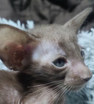 Orientálna kratkosrsta mačka OSH-Kubo - 2