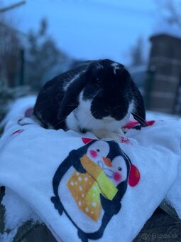 Zakrslý králík - 2