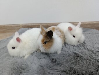 Zakrsly zajačik - 2