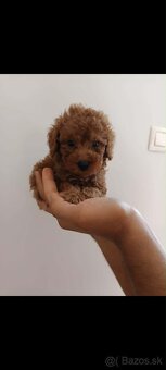 Toy pudel fenka / chalpec - 2