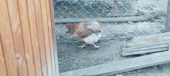 NV araucana - 2
