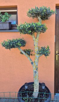 Predám olivovník bonsai - 2