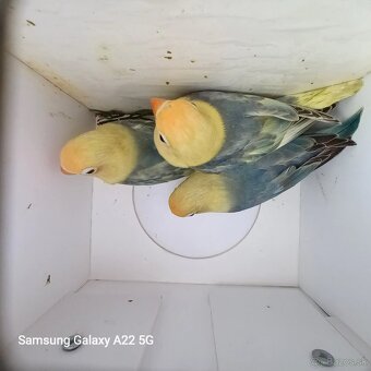 Agapornis fischer - 2