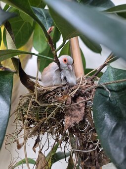 Nabízím zdarma 8 ks ptactva - 2