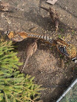 Bažant kráľovsky - 2