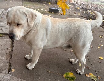 Labrador retriever gold - 2