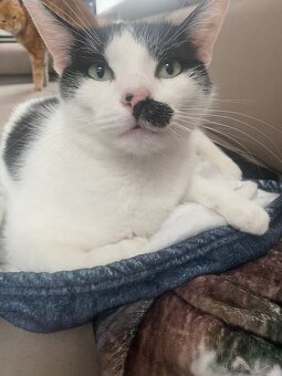 Darujem kocúrika - 2