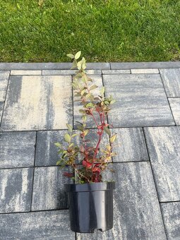 Sadenice kanadskej čučoriedky - 2