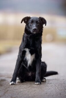 Darujem šteniatko - 2