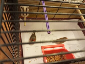 Predám párik zebričiek - 2