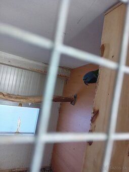 Alexander Čínský - 2