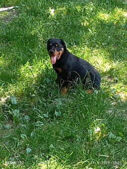 Rotweiler, Rotvajler - 2
