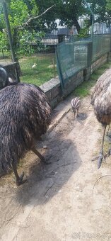 Emu - 2
