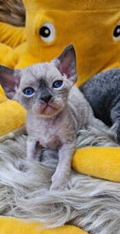 Devon rex koťátka s průkazem původu - 2