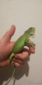 korytnačka leguán chameleón skorpion - 2