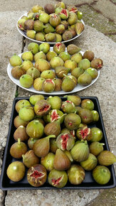 Figovník - Ficus Carica - 2