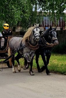 Predám Ťažnu Kobylu a Valacha všetko z papiermi - 2