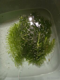 Rastlina Egeria densa - 2