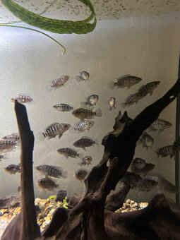Parachromis Managuensis - 2