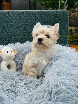 Golddust Yorkshire Terrier, Yorskshire s PP, Jork, Yorkshir - 2