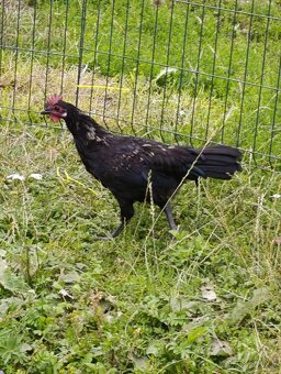 Kohutik mix s ayam cemani - 2