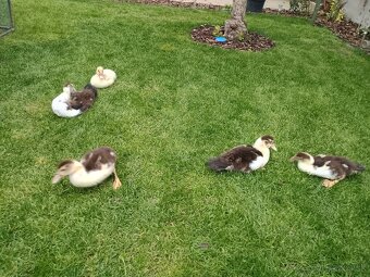 Predám čínske kačičky - 2