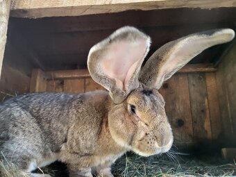 belgický obor, nemecký obrovitý strakoš - 2