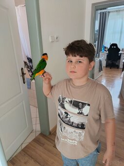 Amazon čiernotemanny - 2