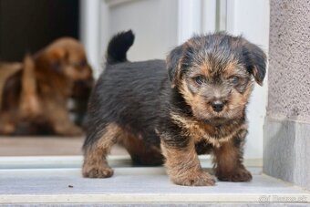 Norfolk terrier psik cierna s trieslovou : Oliver 6 tyzdnov - 2
