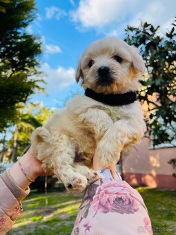 Maltipoo - 2