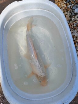 Koi kapre - 2