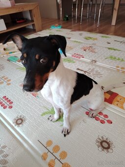 Fenka Jack Russell - 2