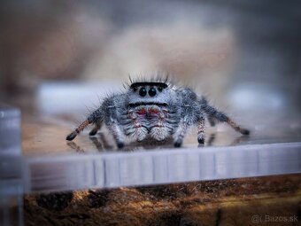 Phidippus regius „Everglades“ (Skákavka kráľovská) - 2