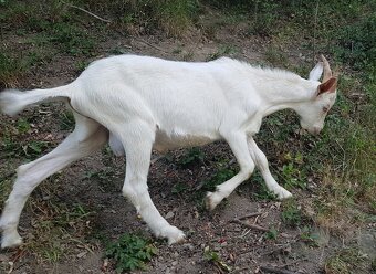 Predám mladého capka na plemeno - 2