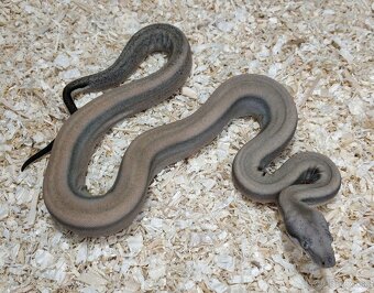 Boa imperator- Sharp Sunglow 66% het Sterling,Hypo Sterling - 2