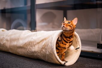 Meow Hotel - Luxusný hotel pre mačky v Piešťanoch - 2