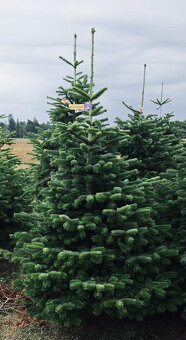 Kaukazská jedľa v kvetináči 1,50-1,80 smrekové vianočný stro - 2