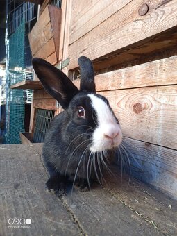 Liptovský Lysko samica - 2